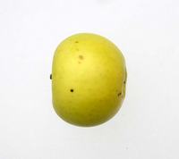 Golden Noble æbelsort